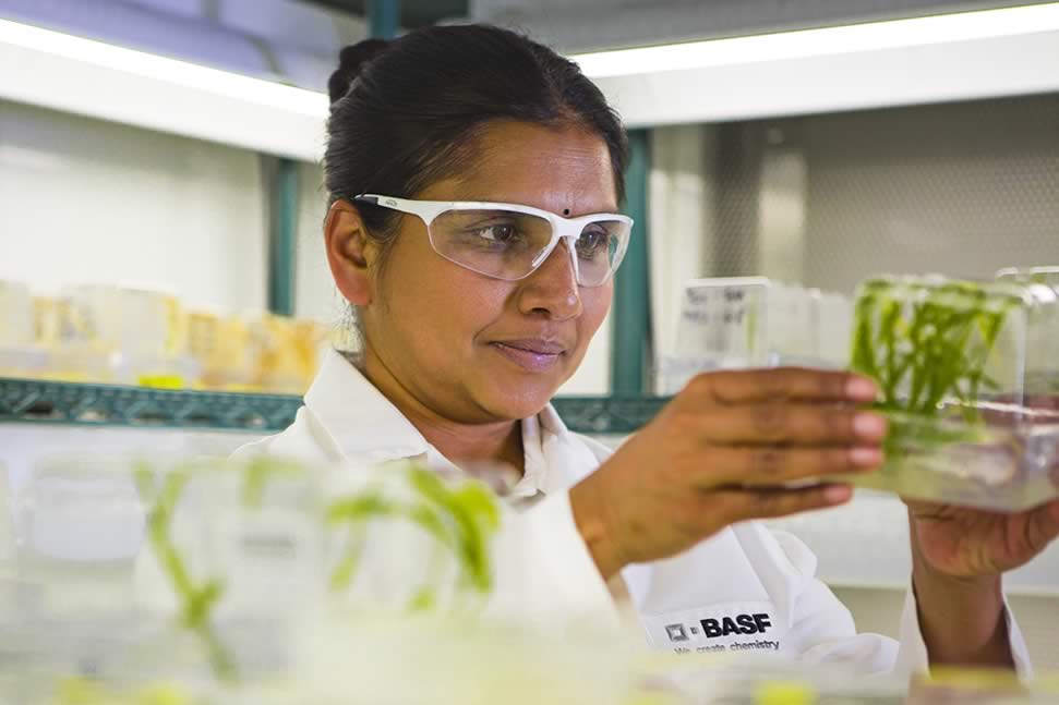 BASF to utilize ground-breaking GEiGS® technology to develop traits