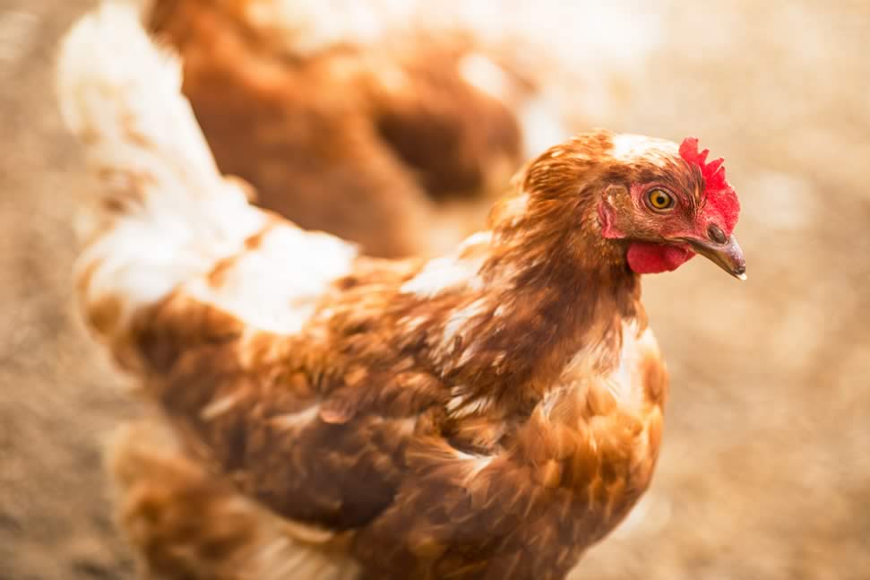 eggXYt licenses GEiGS® to develop avian flu resistance in chickens