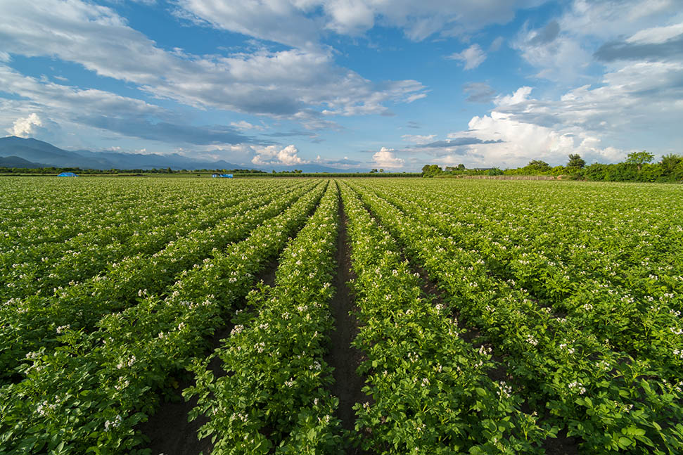 Potato row crop plantation - GEiGS Technology